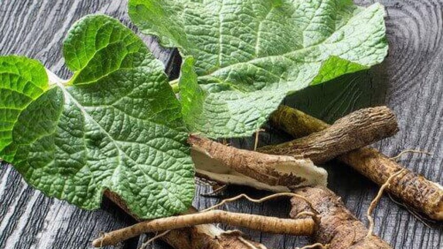 Сорняк в виде лопуха