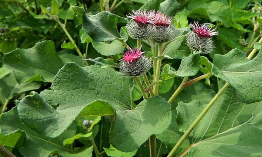 Гигантский ревень Гуннера