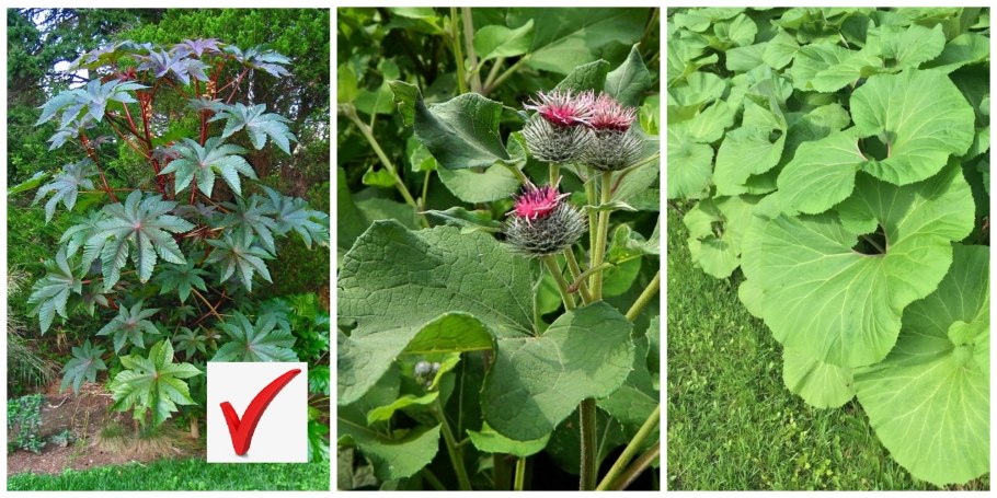 Лопух растение атлас определитель
