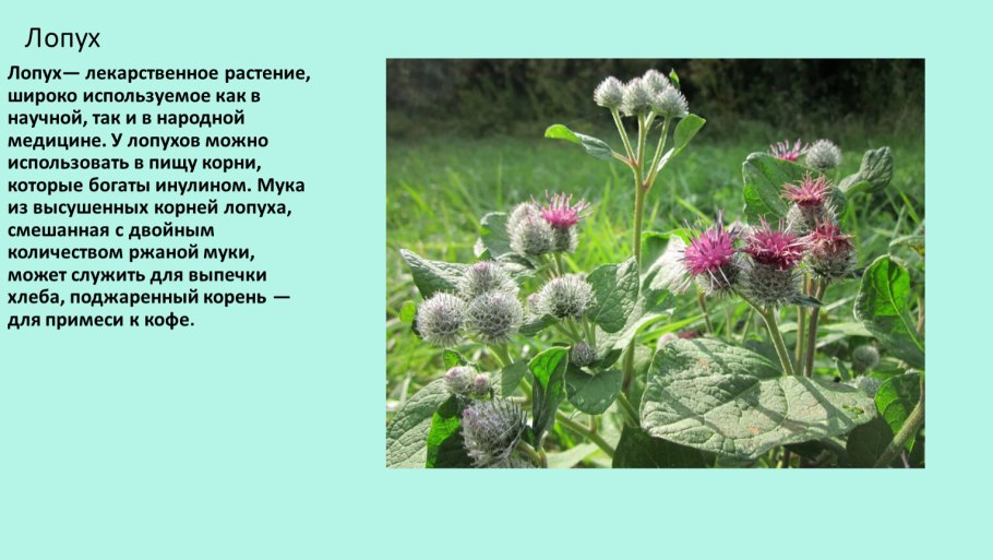 Репейник зеленый