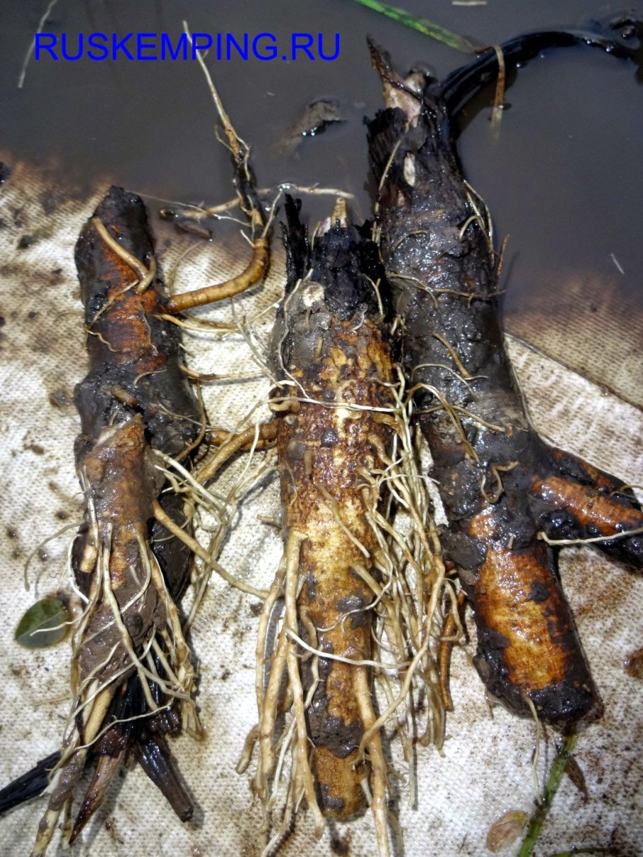 Лопух овощной японский гобо