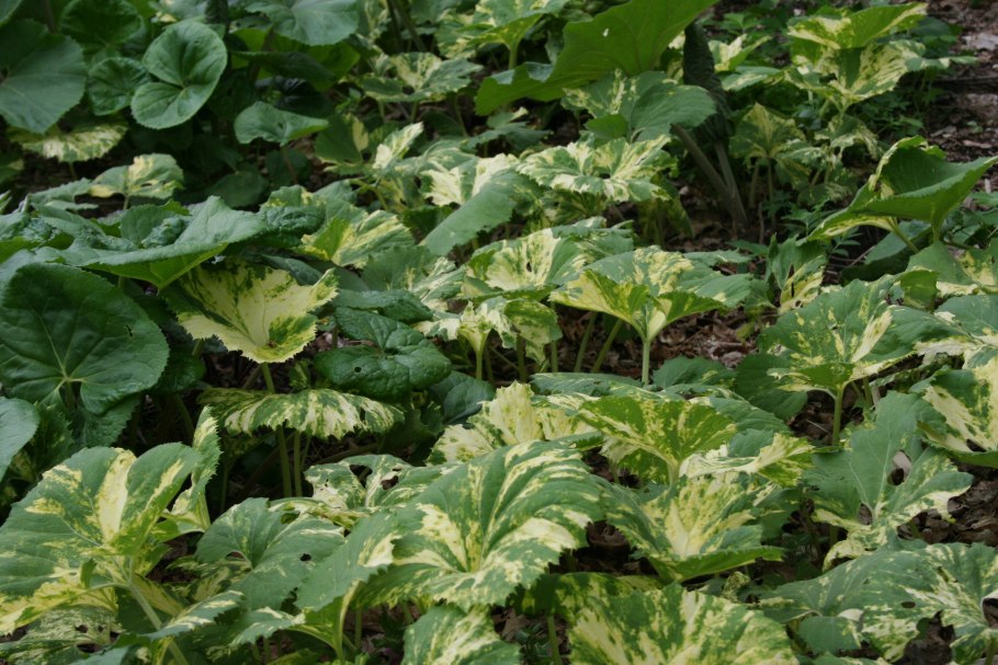 Лопух лекарственное растение для суставов