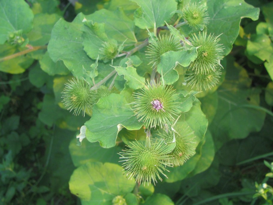 Гуннера шероховатая