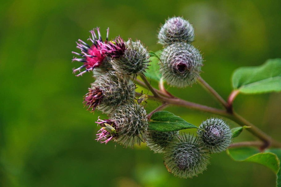 Трава с широкими листьями
