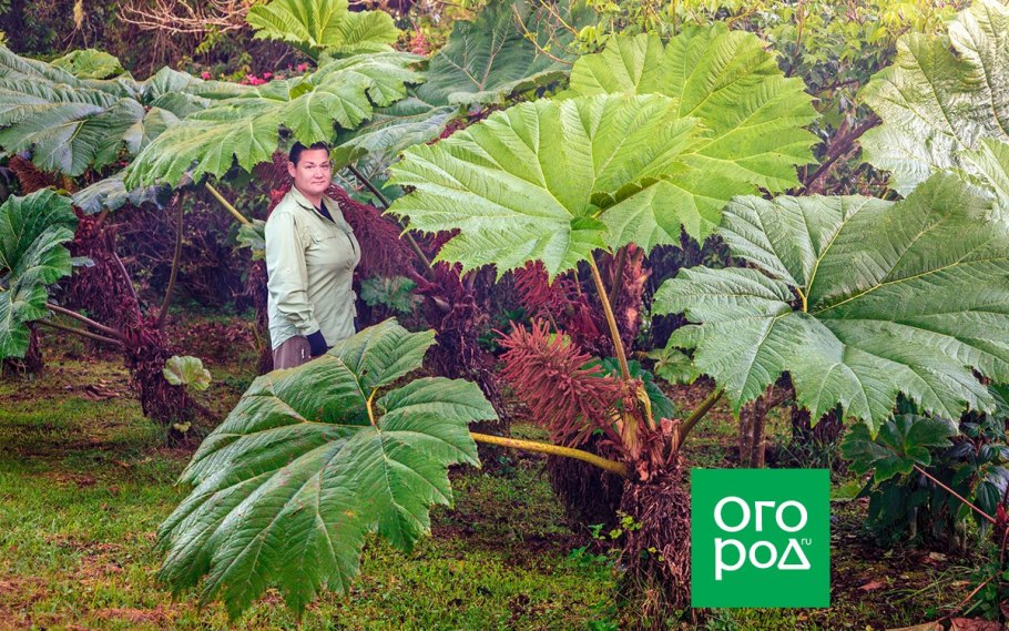 Какие имеются приспособления репейника