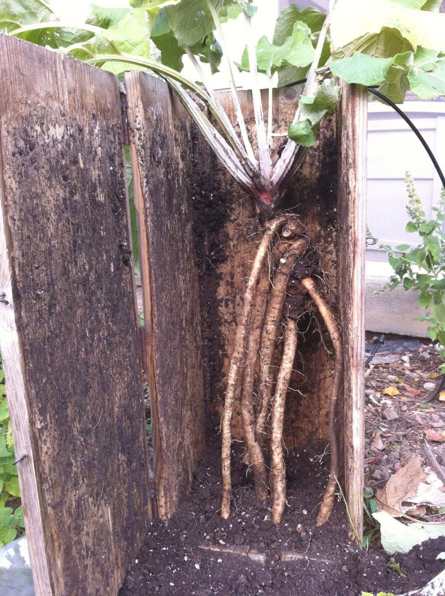 Гобо корень лопуха