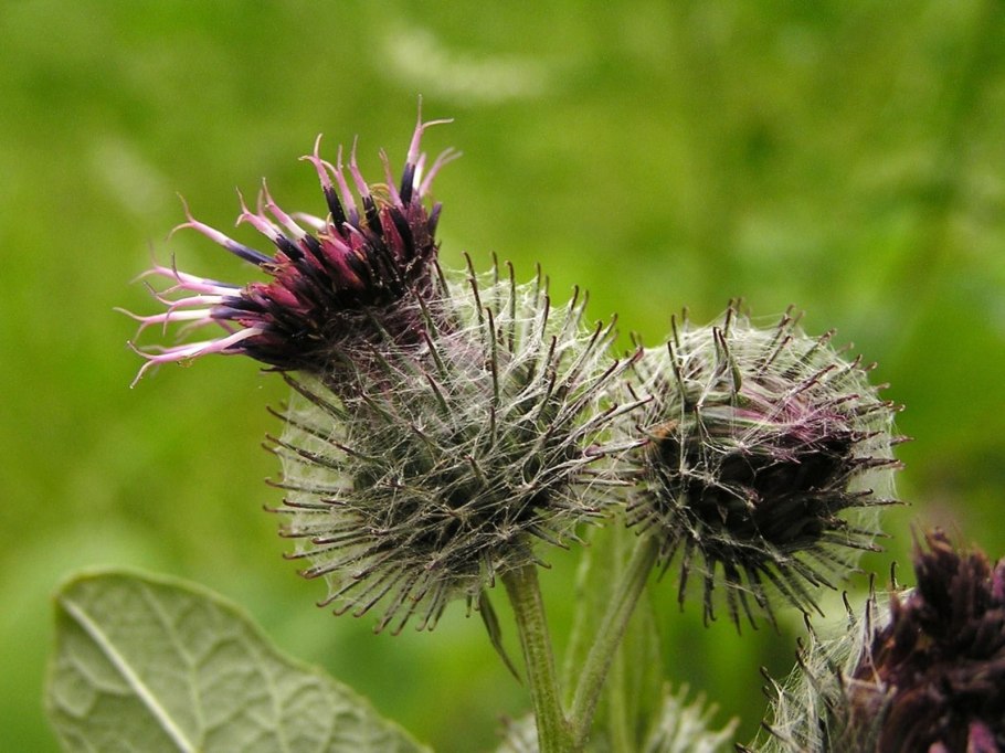 Сахалинский лопух белокопытник