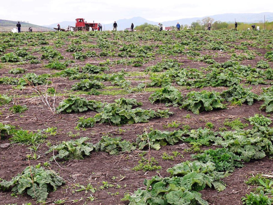 Лопух в Японии выращивают