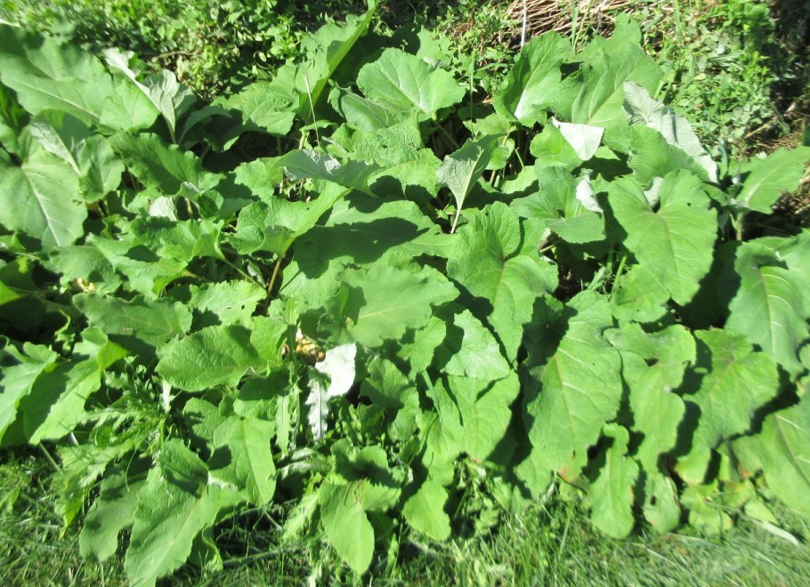 Лопух Дубравный Лесной