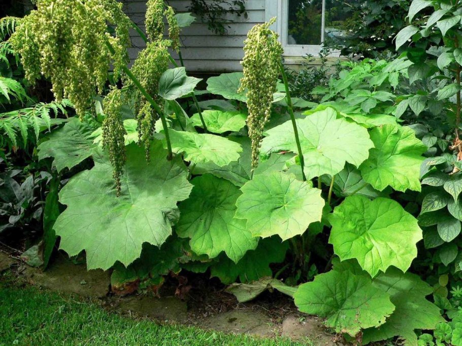 Сахалин лопух белокопытник