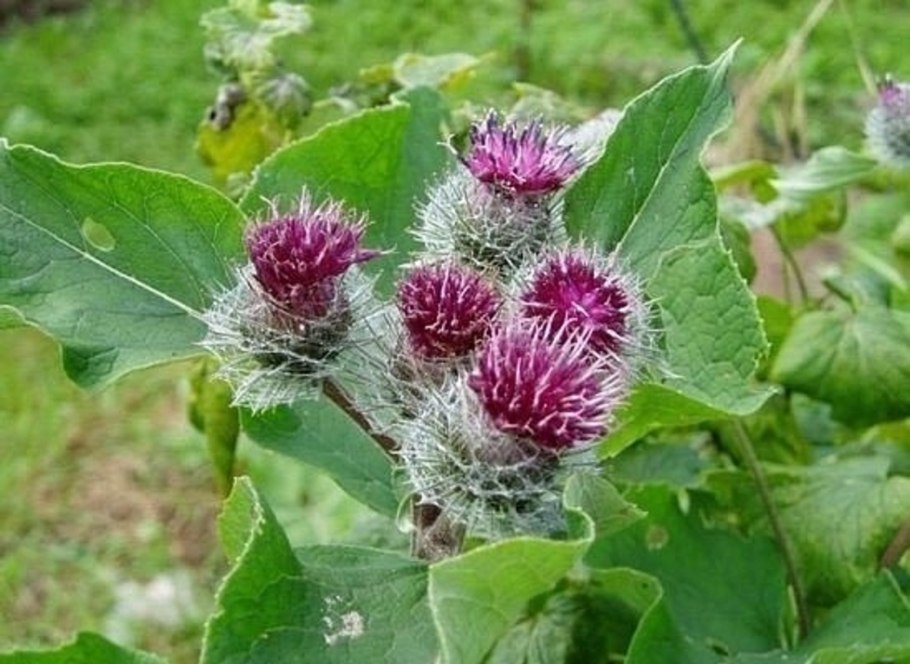 Сахалин лопух белокопытник