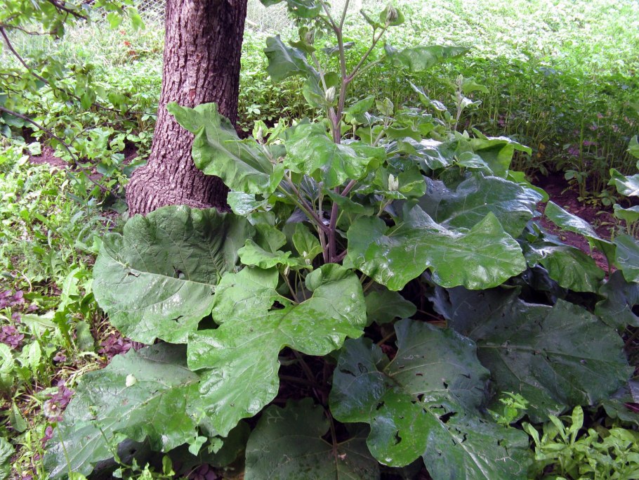 Плантариум Arctium Lappa
