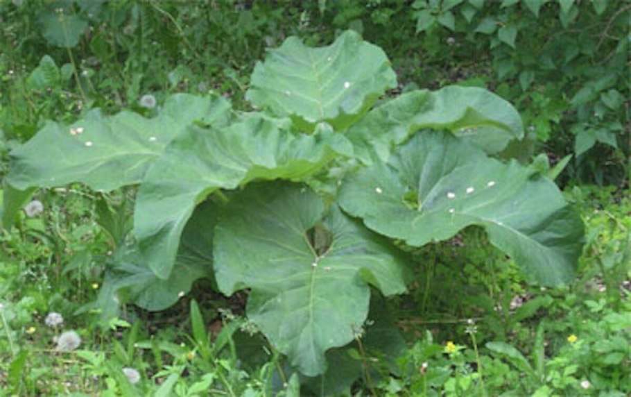 Лопух Arctium Lappa