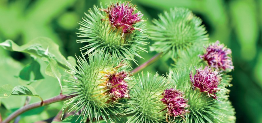 Дармера белокопытник