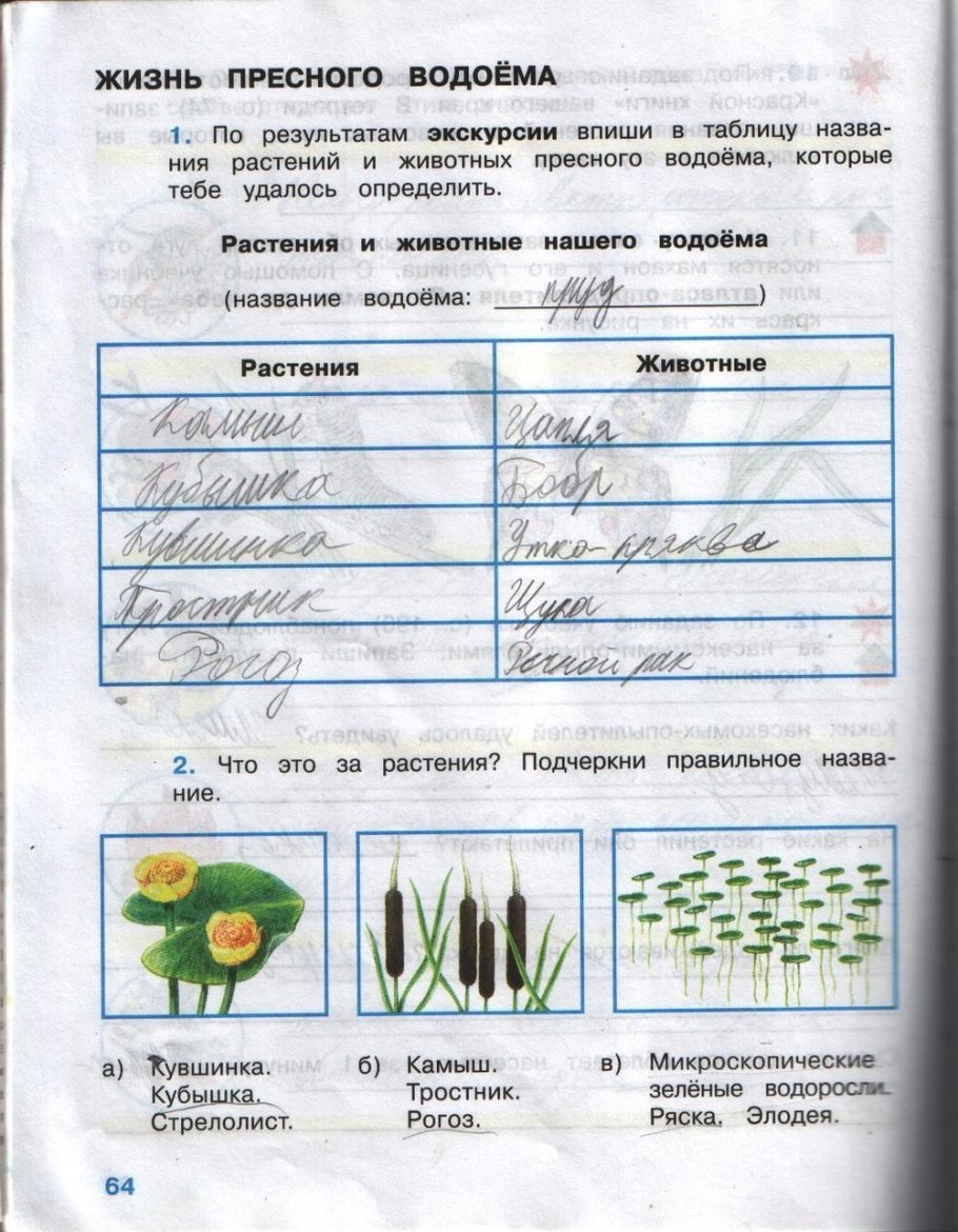 Валлиснерия особенности внешнего строения