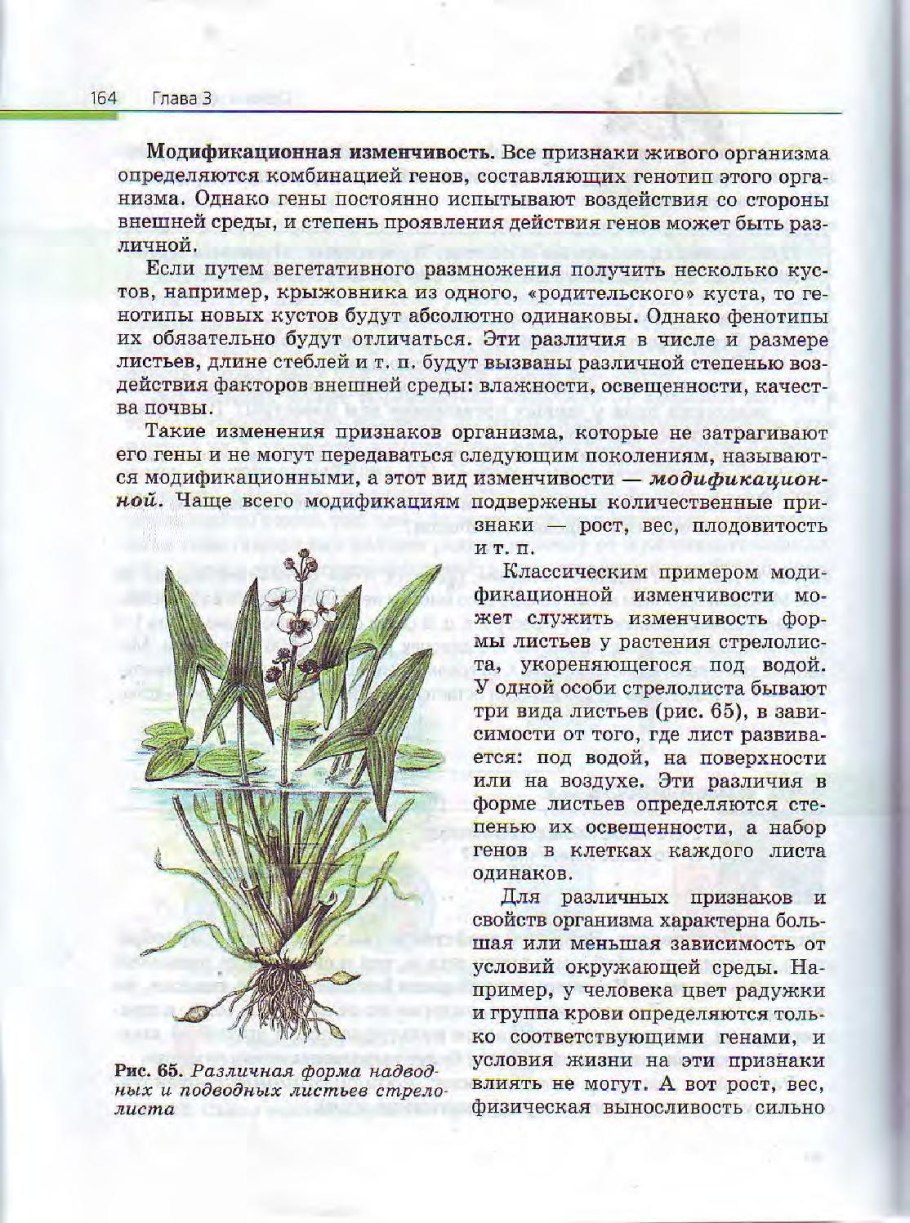 Стрелолист гетерофилия