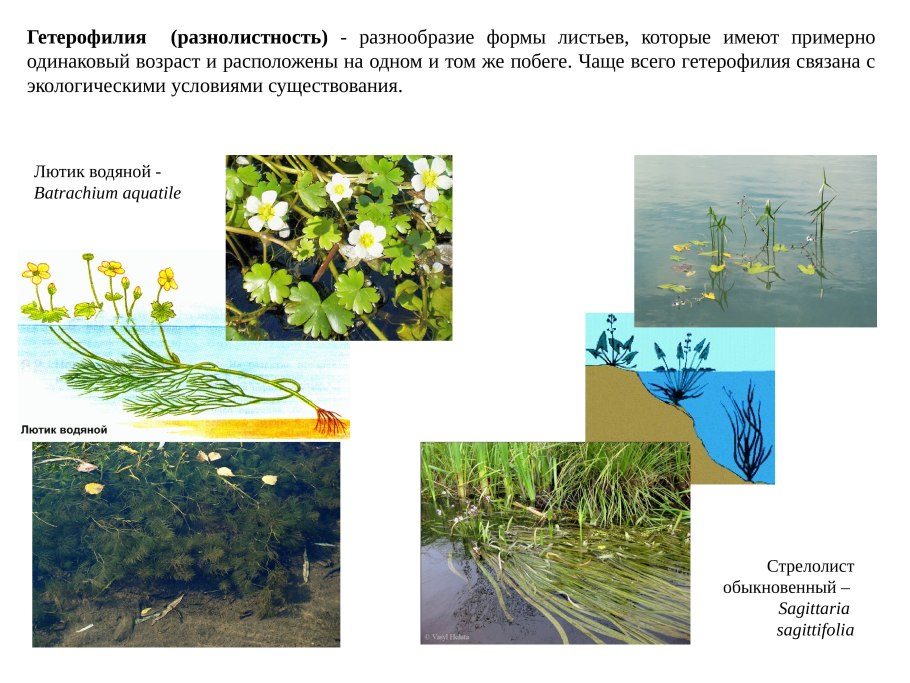 Гетерофилия Водный Лютик