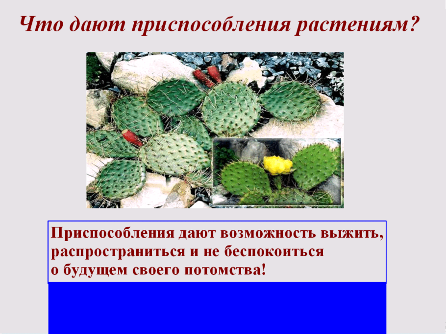 Стрелолист Ряска кубышка