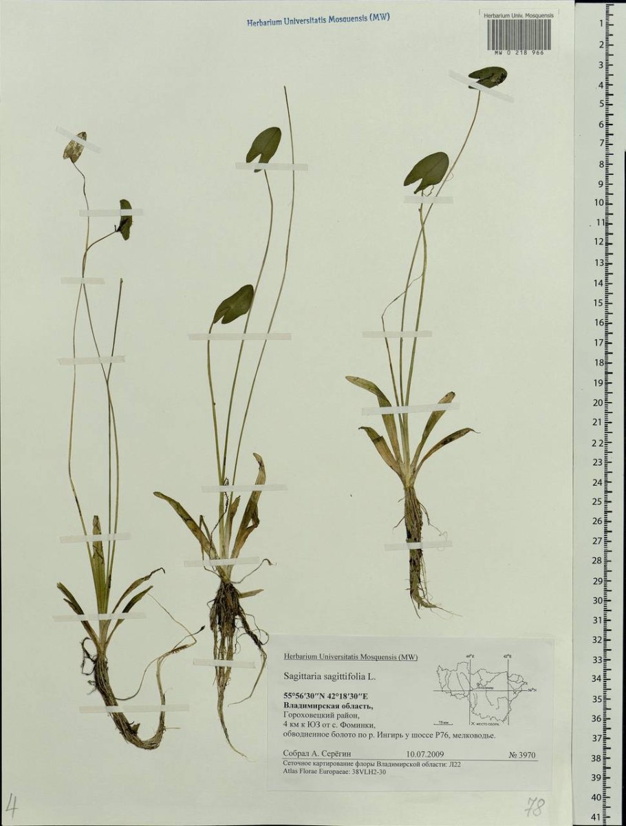 Sagittaria sagittifolia схема