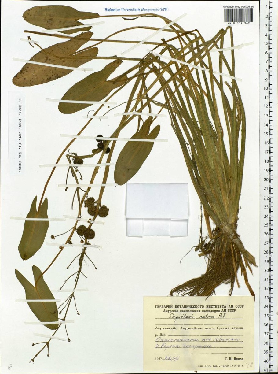 Sagittaria Natans Pall. - Стрелолист плавающий