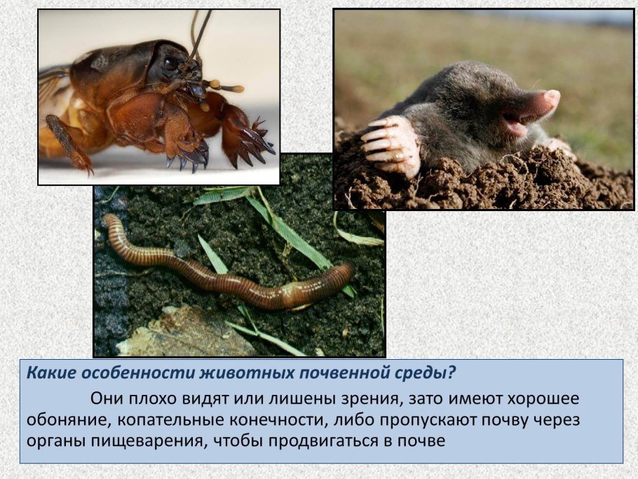 Болотная трава Сусак зонтичный