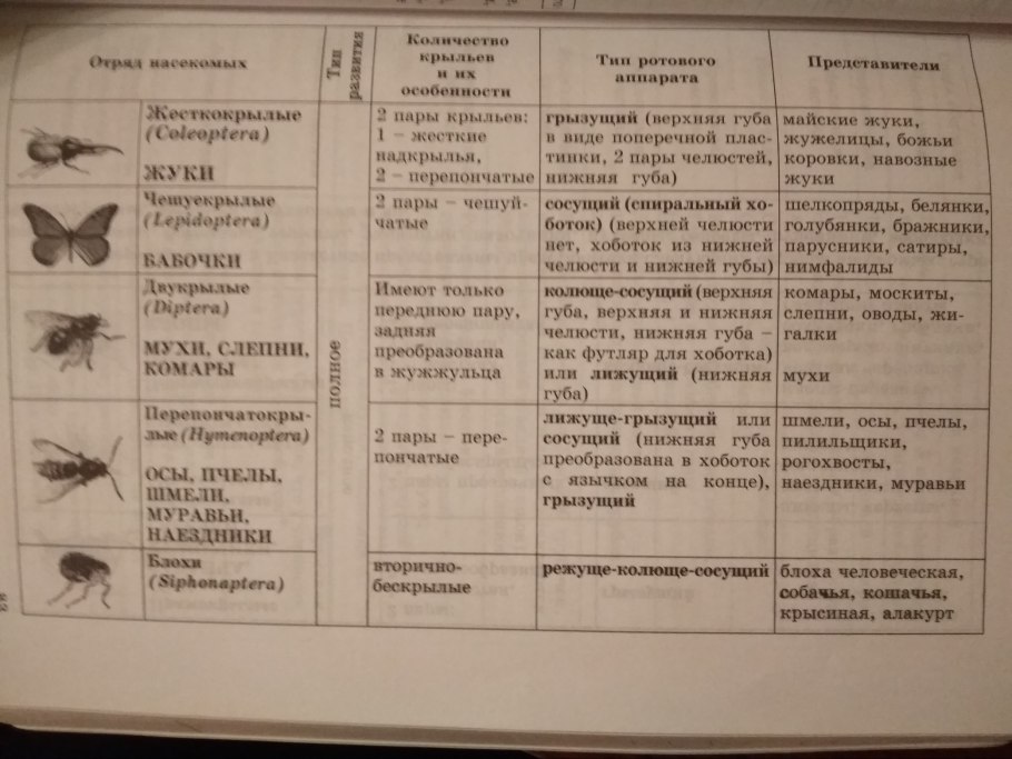 Стрелолист корень