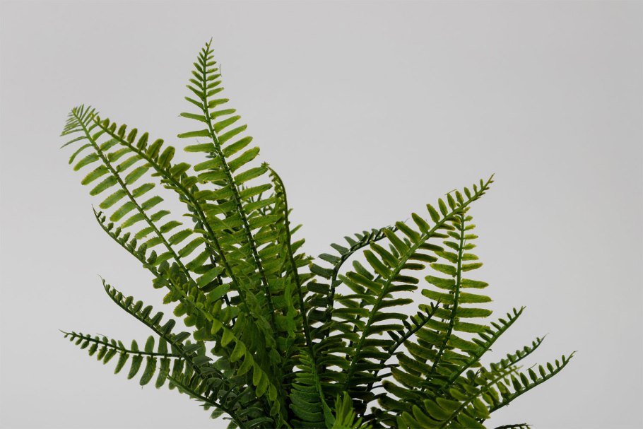 Цветок папоротник нефролепис