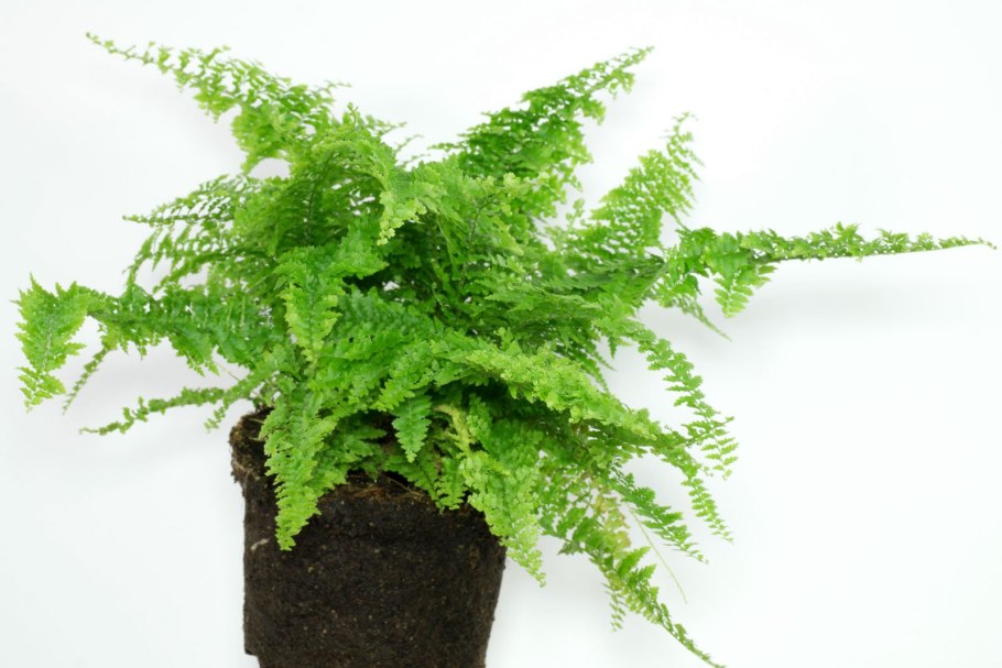 Цветочный горшок для папоротника комнатного