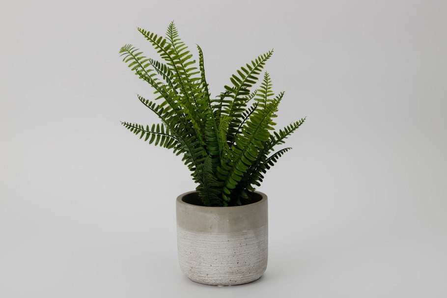 Папоротник асплениум Фейн