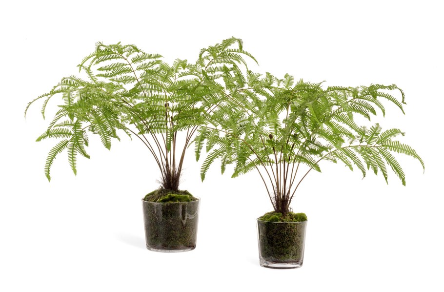 Нефролепис Bluebell