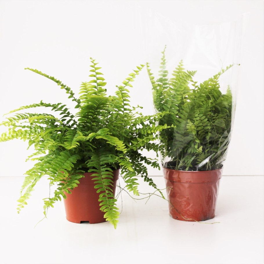 Папоротник Neolepisorus truncatus