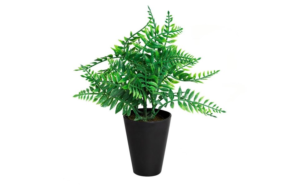 Папоротник икеа