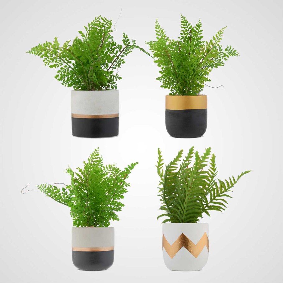 Папоротник в горшке