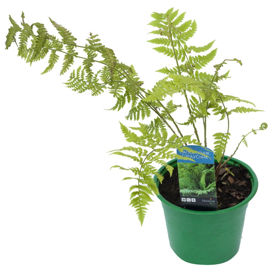 Даваллия фиджийская