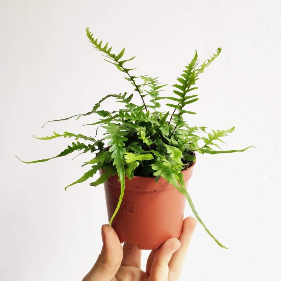 Папоротник нефролепис