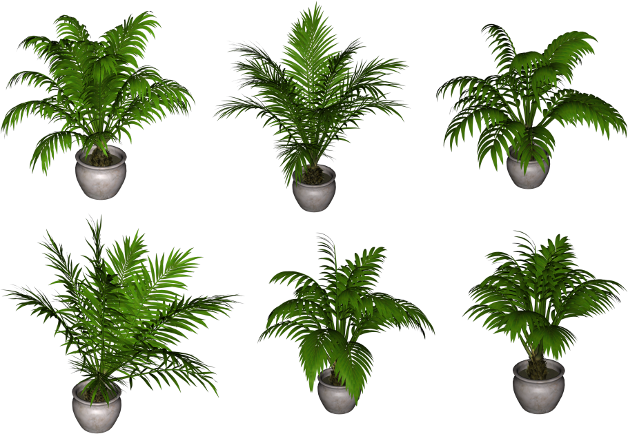 Папоротник комнатный цветок размножение