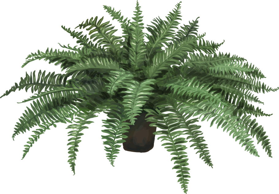 Железный папоротник Элегант