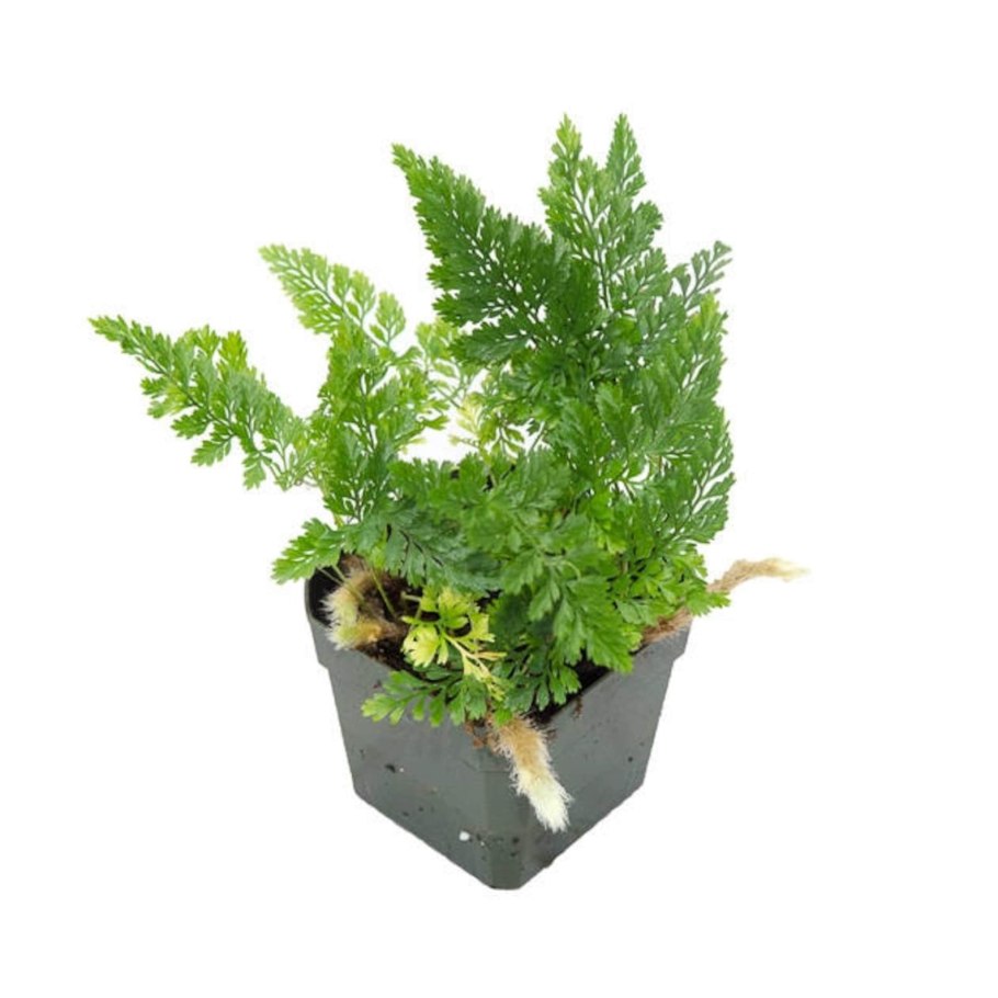 Папоротник в вазоне