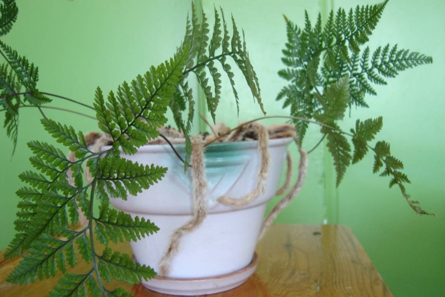 Папоротник комнатный хлорофитум