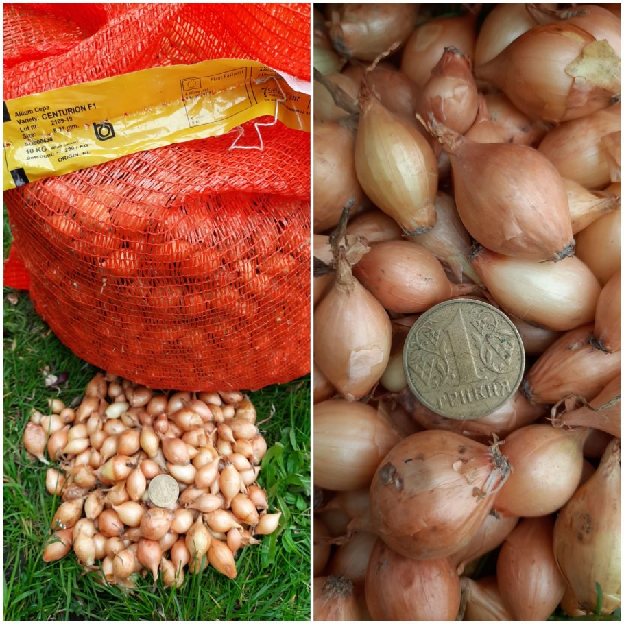 Севок Штутгартер Ризен