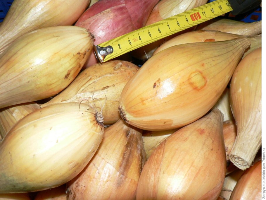 Лук севок шалот