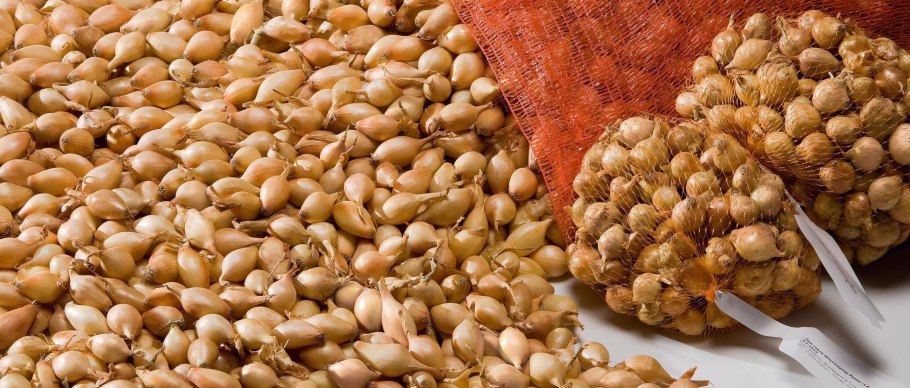 Лук-севок Стурон