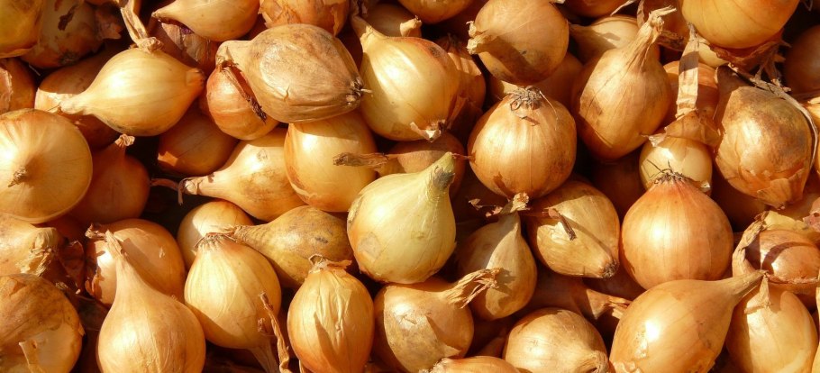 Лук севок Штутгартер фракция 14-21