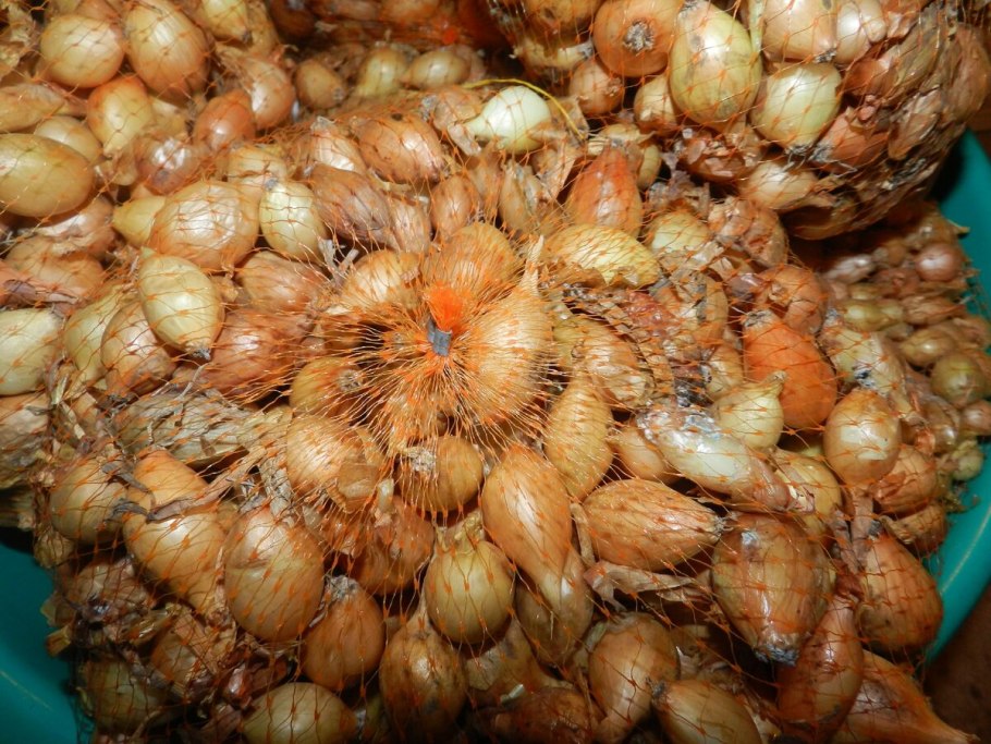 Лук-севок f1 Коррадо