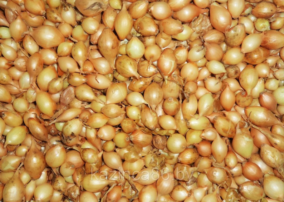 Севок Штутгартер 2 группа