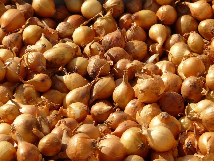 Стурон сорт лука