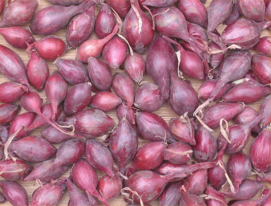 Лук репчатый Арзамасский