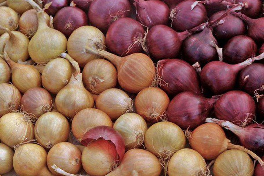 Лук севок Гелиос