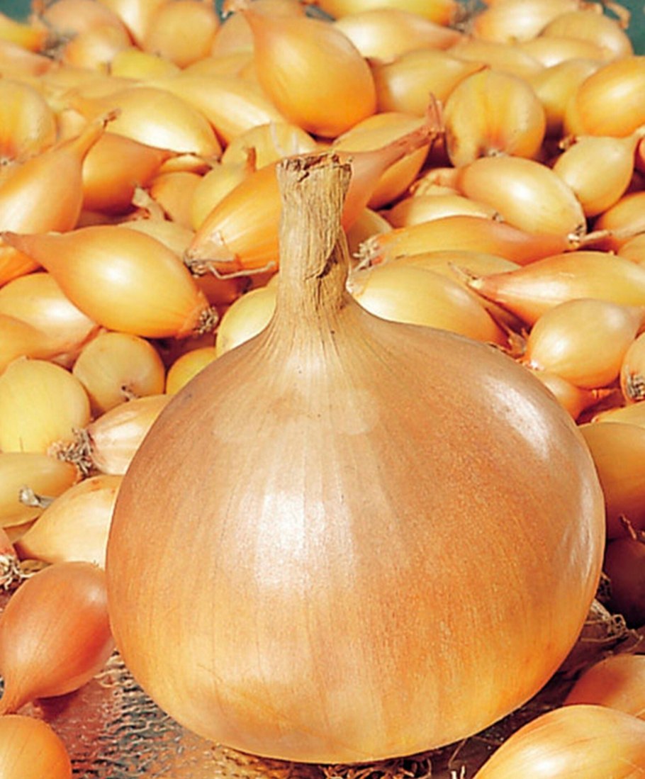 Сорт лука севка Шекспир