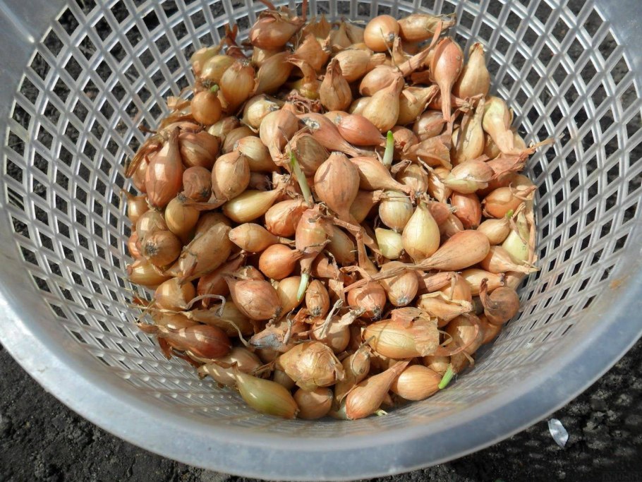 Лук золотистый